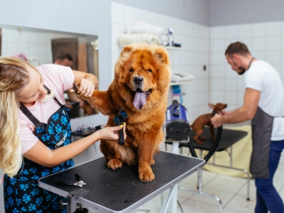 Hundefriseur bei der Fellpflege