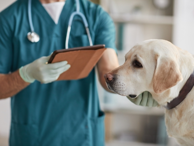 Tierarzt untersucht Hund