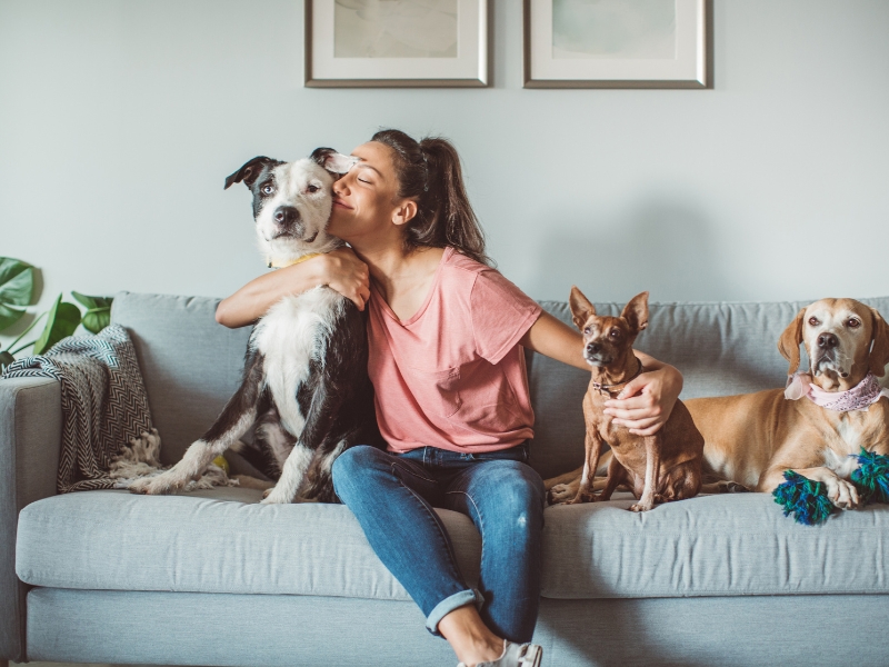 SEO für Tierpensionen